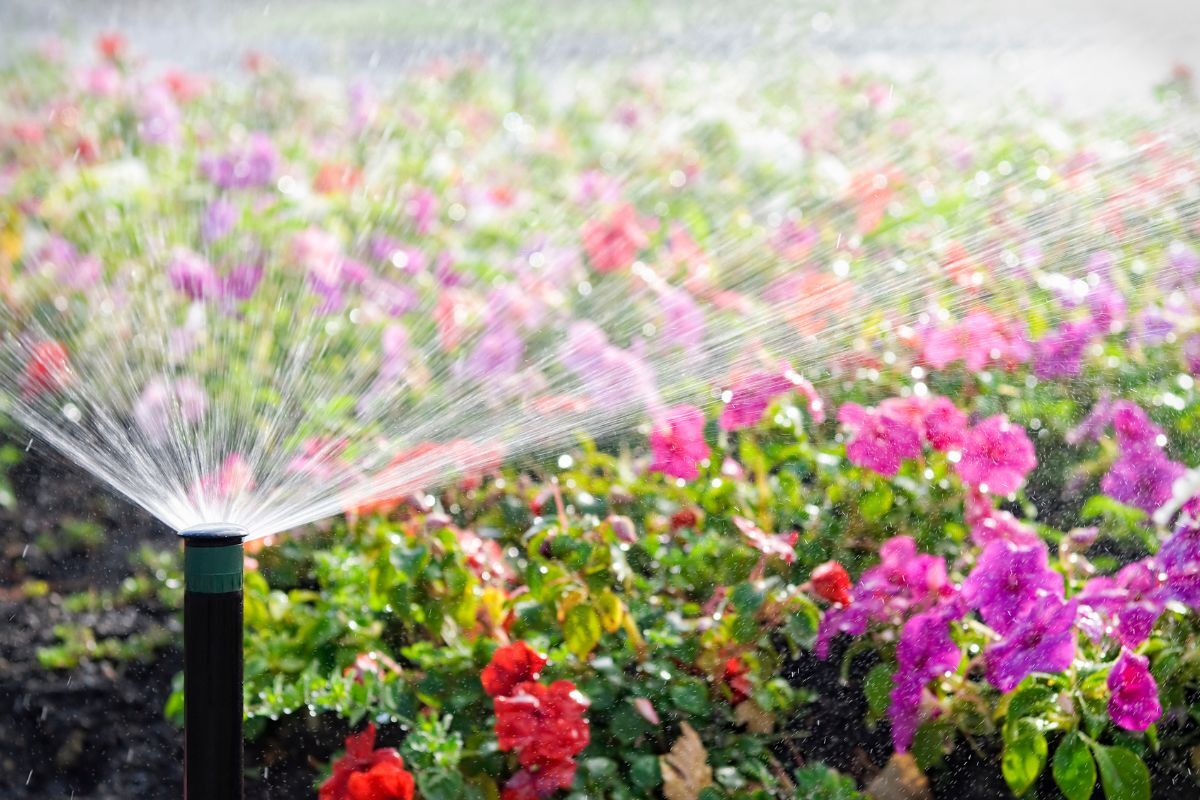 Automatic drip irrigation system watering garden plants
