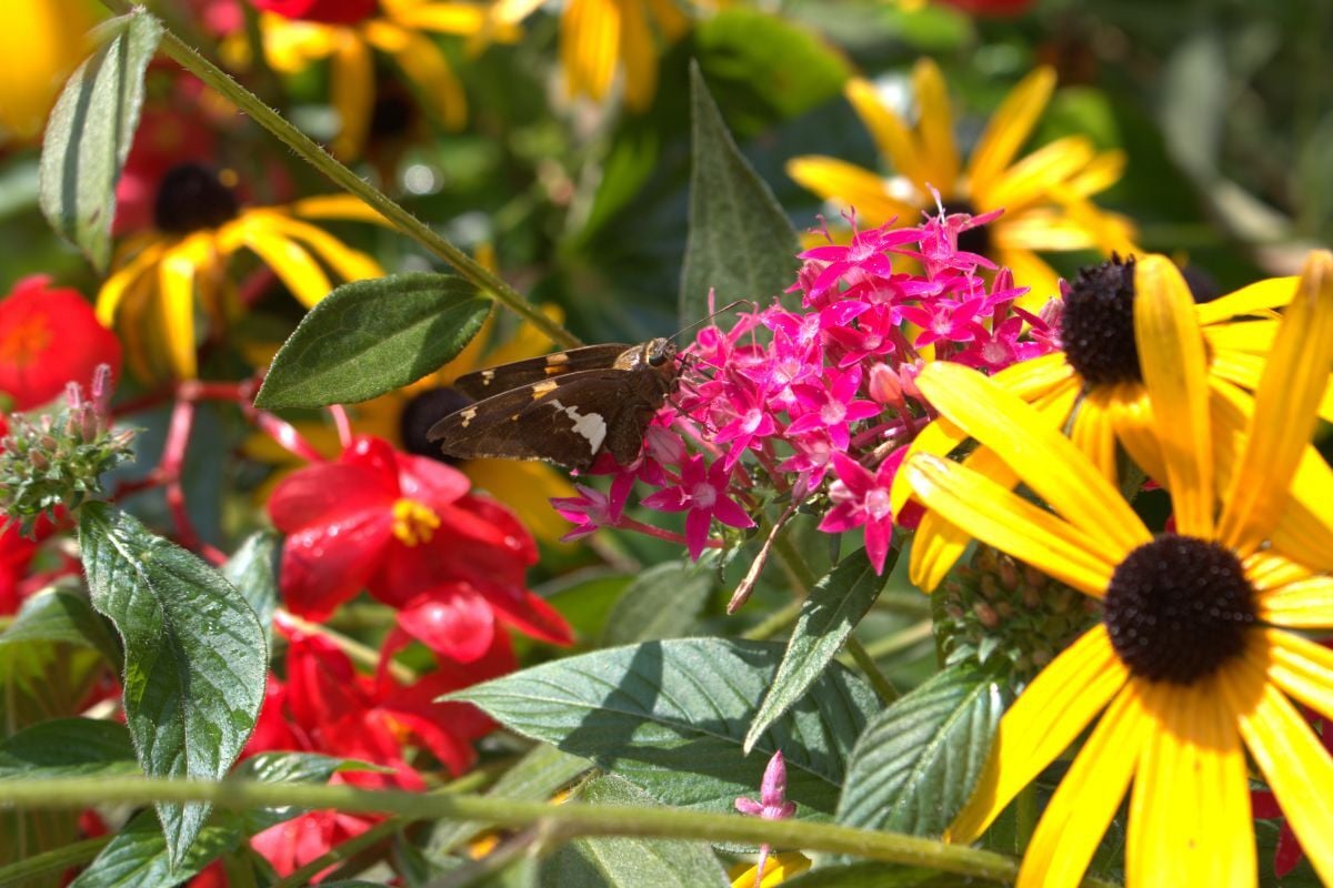 Blooming perennial plants in a low maintenance UK garden