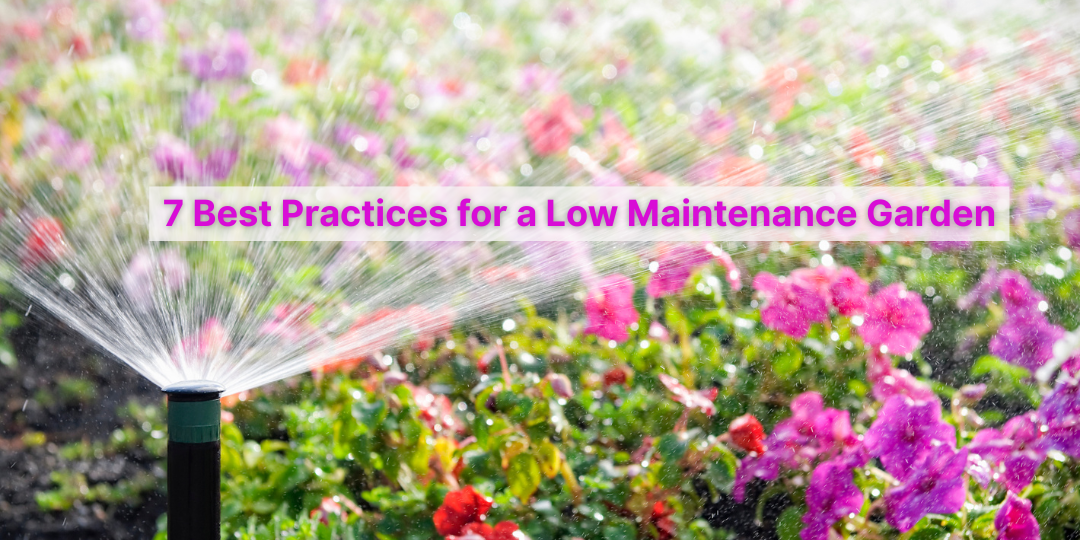 Sprinkler watering colourful flowers in a low maintenance UK garden with text overlay '7 Best Practices for a Low Maintenance Garden'.
